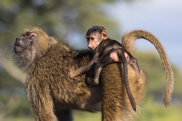 Lake Manyara National Park