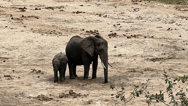 Mikumi National Park