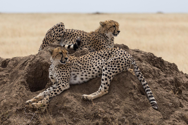 Ngorongoro Crater