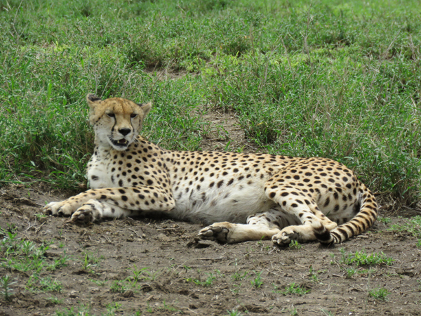 Nyerere National Park