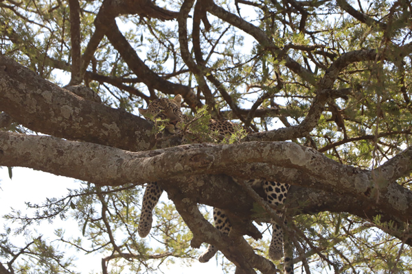 Ruaha National Park