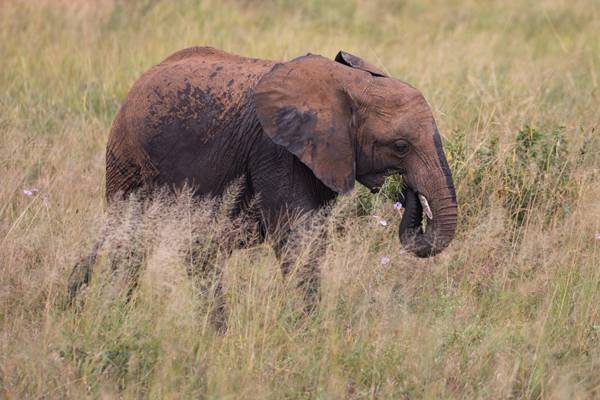 Tarangire National Park